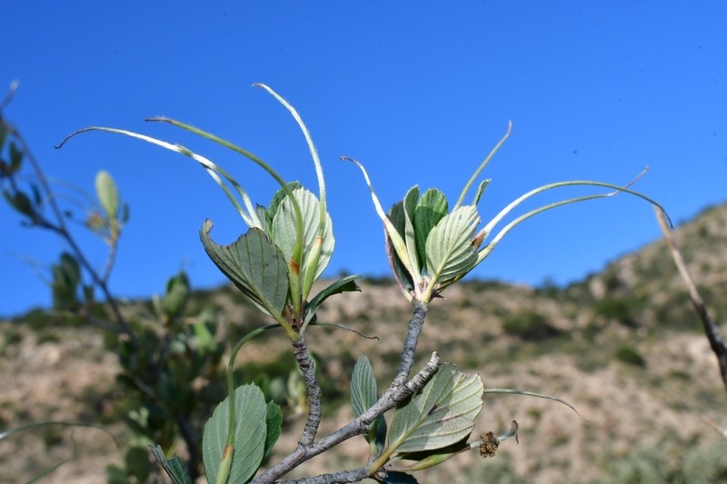 Cercocarpus breviflorus photo 5