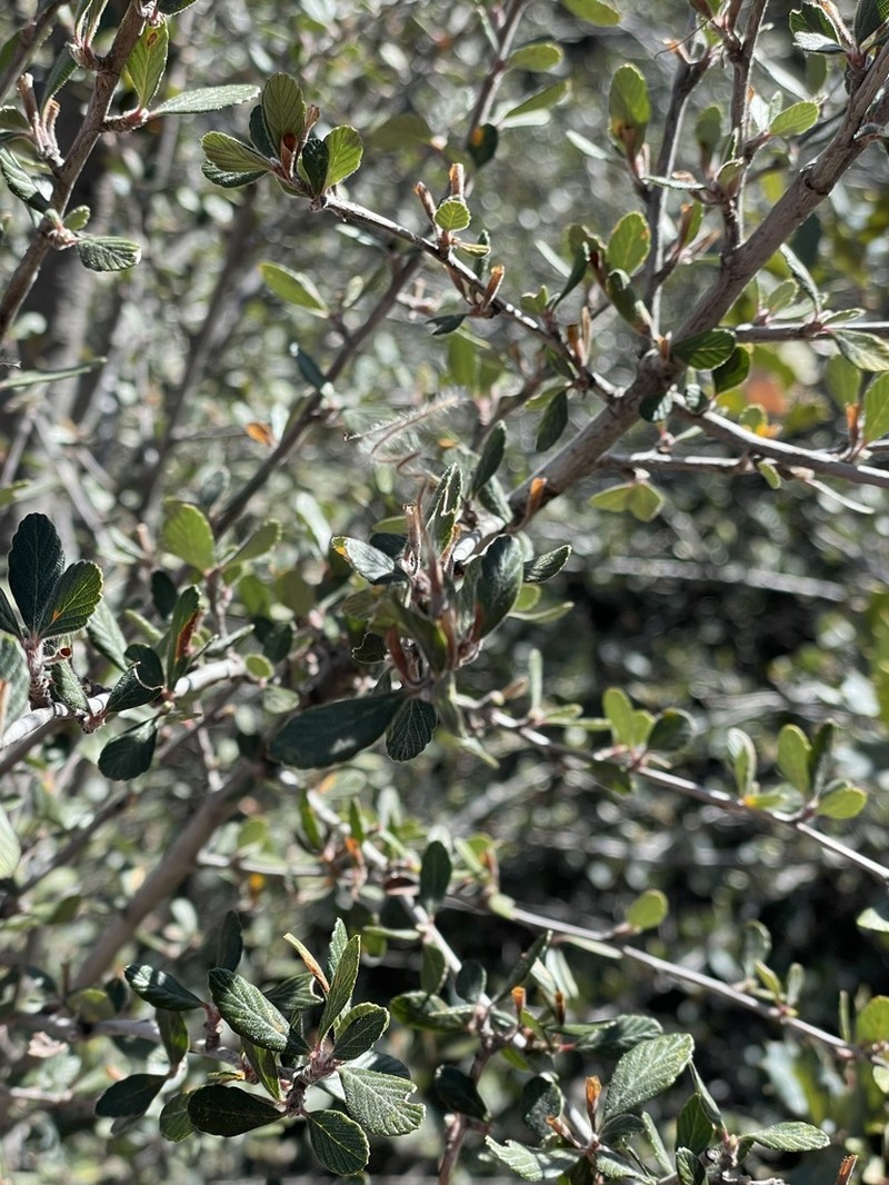 Cercocarpus breviflorus photo 6