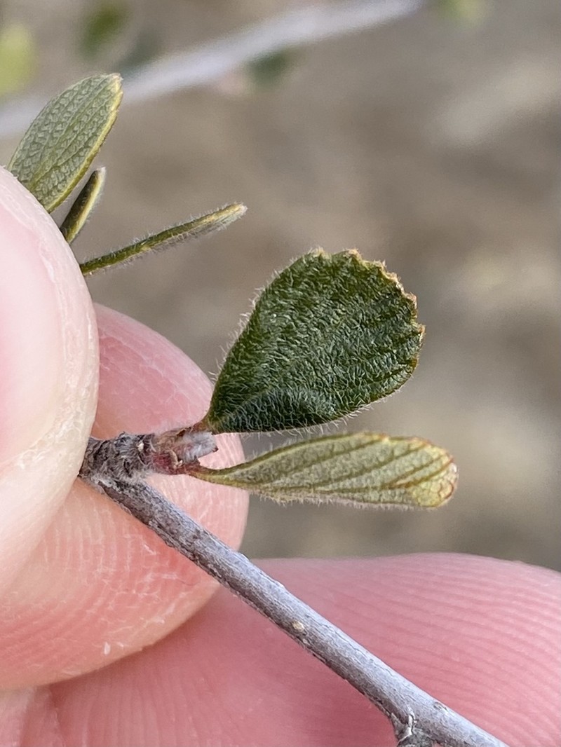 Cercocarpus breviflorus photo 7