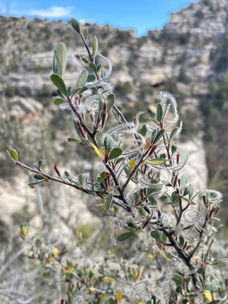 Cercocarpus breviflorus photo 8