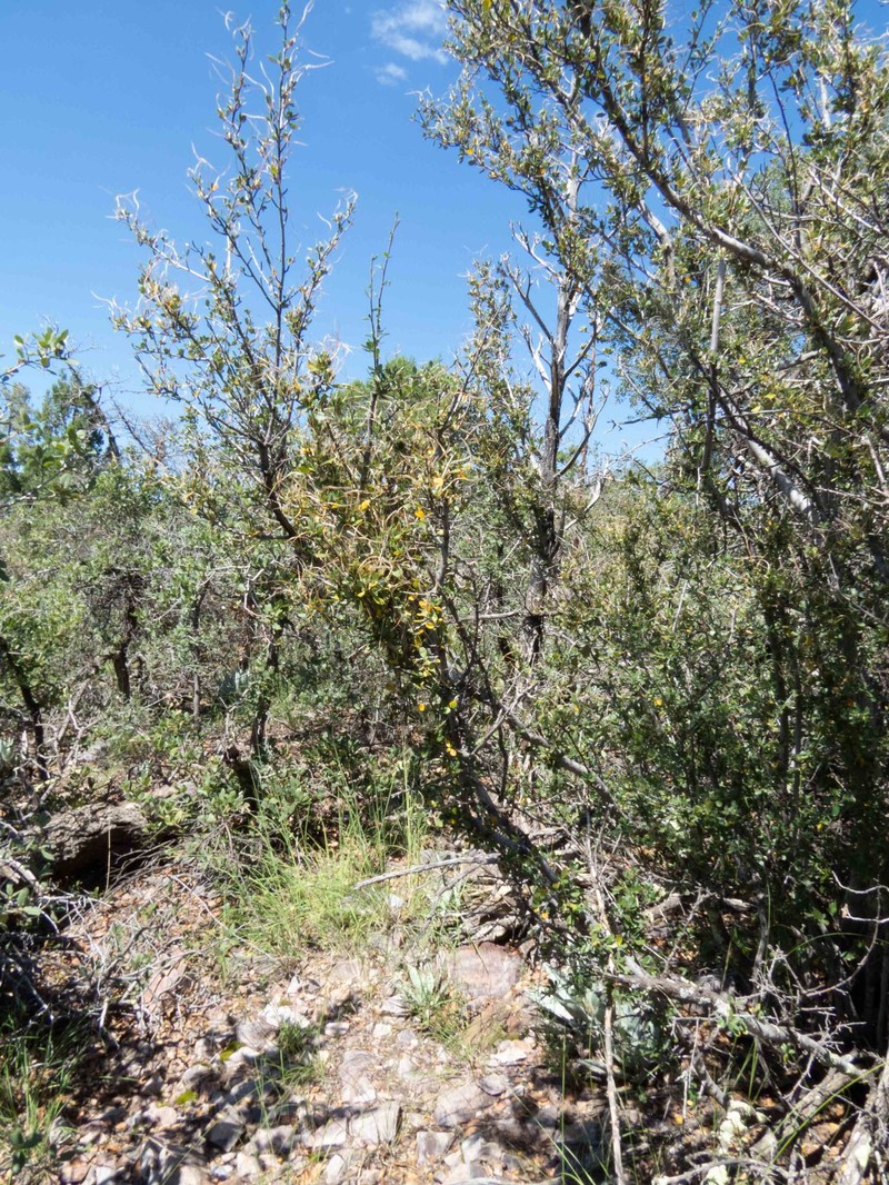 Cercocarpus breviflorus var. eximius