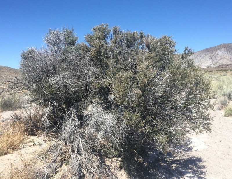 Littleleaf Mountain Mahogany