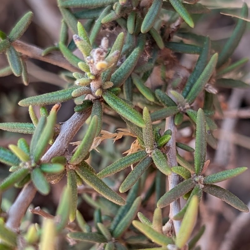 Littleleaf Mountain Mahogany photo 2