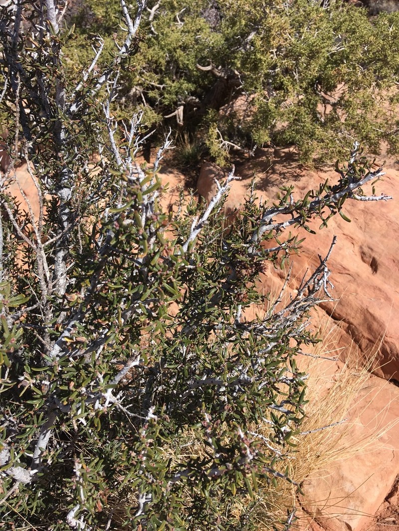 Littleleaf Mountain Mahogany photo 3