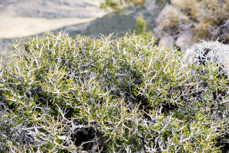 Littleleaf Mountain Mahogany photo 4