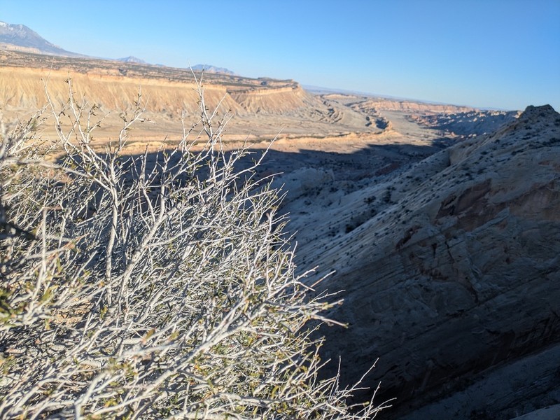 Littleleaf Mountain Mahogany photo 5