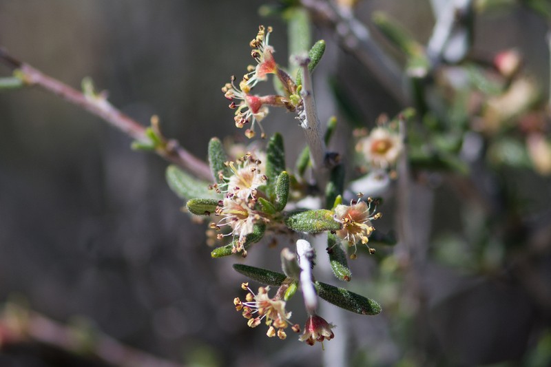 Littleleaf Mountain Mahogany photo 6