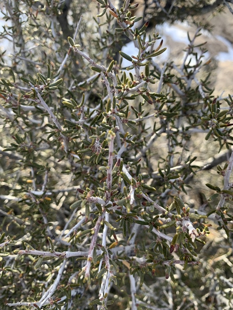 Littleleaf Mountain Mahogany photo 7