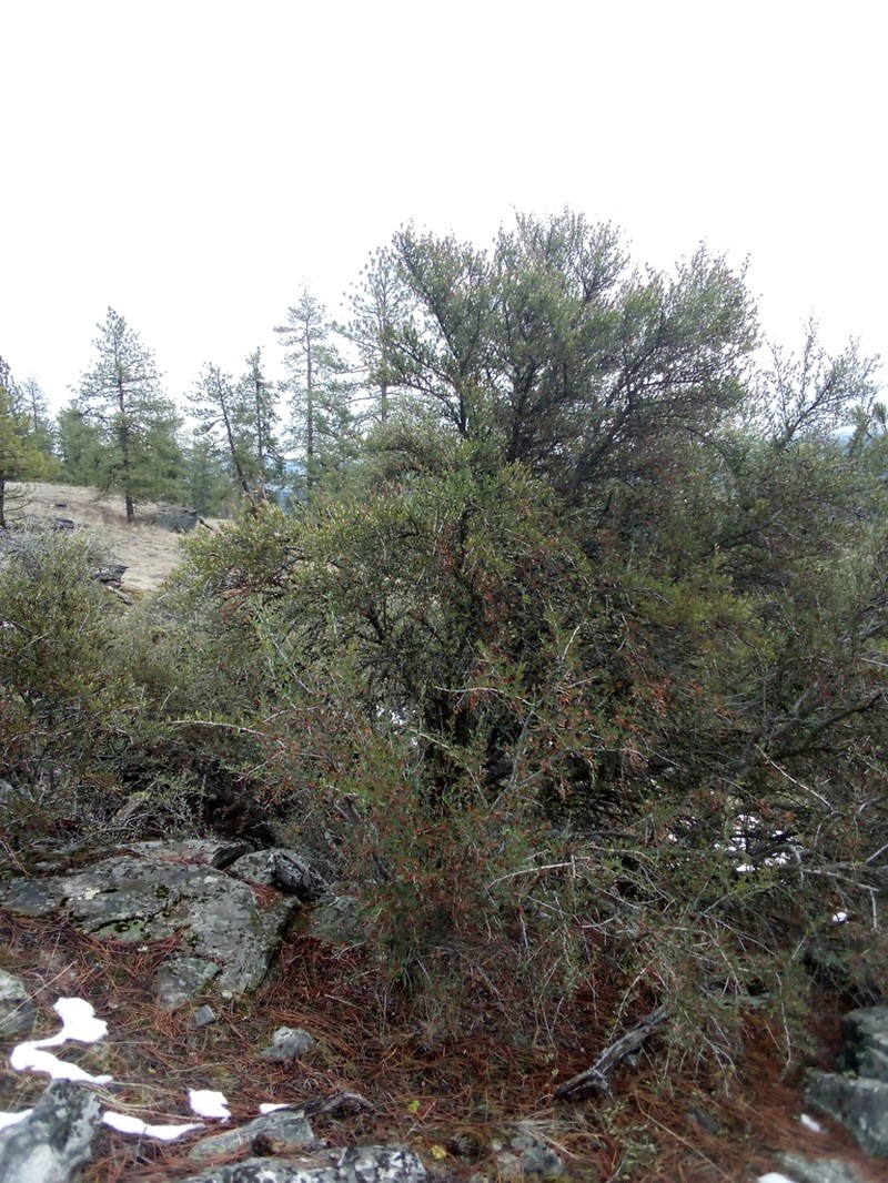 Curl-Leaf Mountain Mahogany