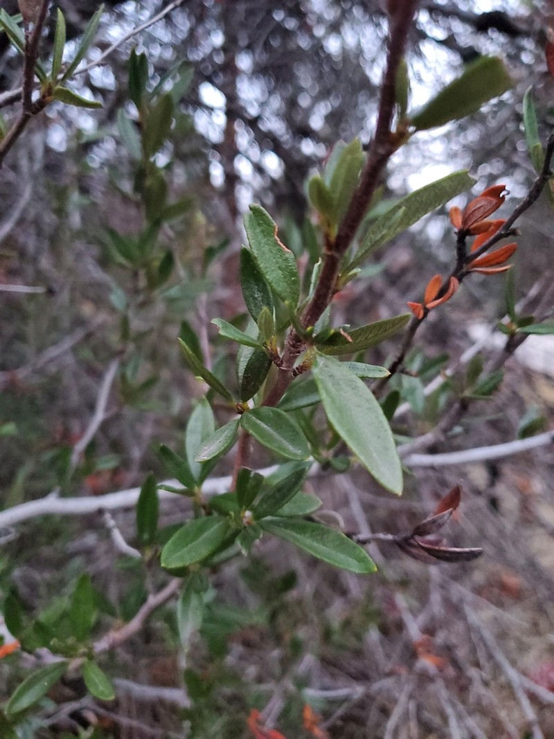 Curl-Leaf Mountain Mahogany photo 2