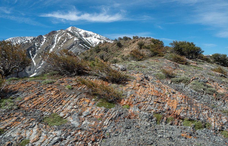 Curl-Leaf Mountain Mahogany photo 3