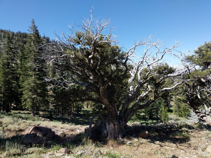 Curl-Leaf Mountain Mahogany photo 4