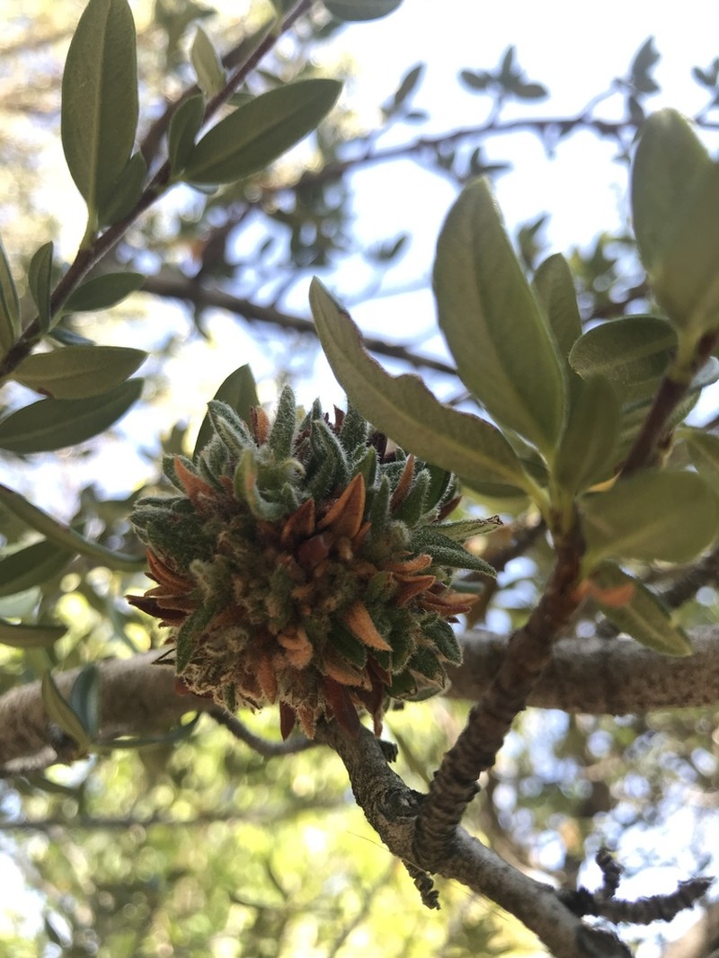 Curl-Leaf Mountain Mahogany photo 5