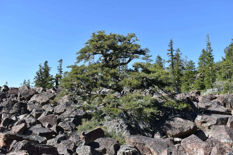 Curl-Leaf Mountain Mahogany photo 6