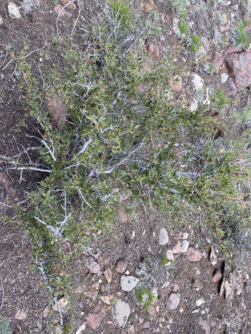 Curl-Leaf Mountain Mahogany photo 7