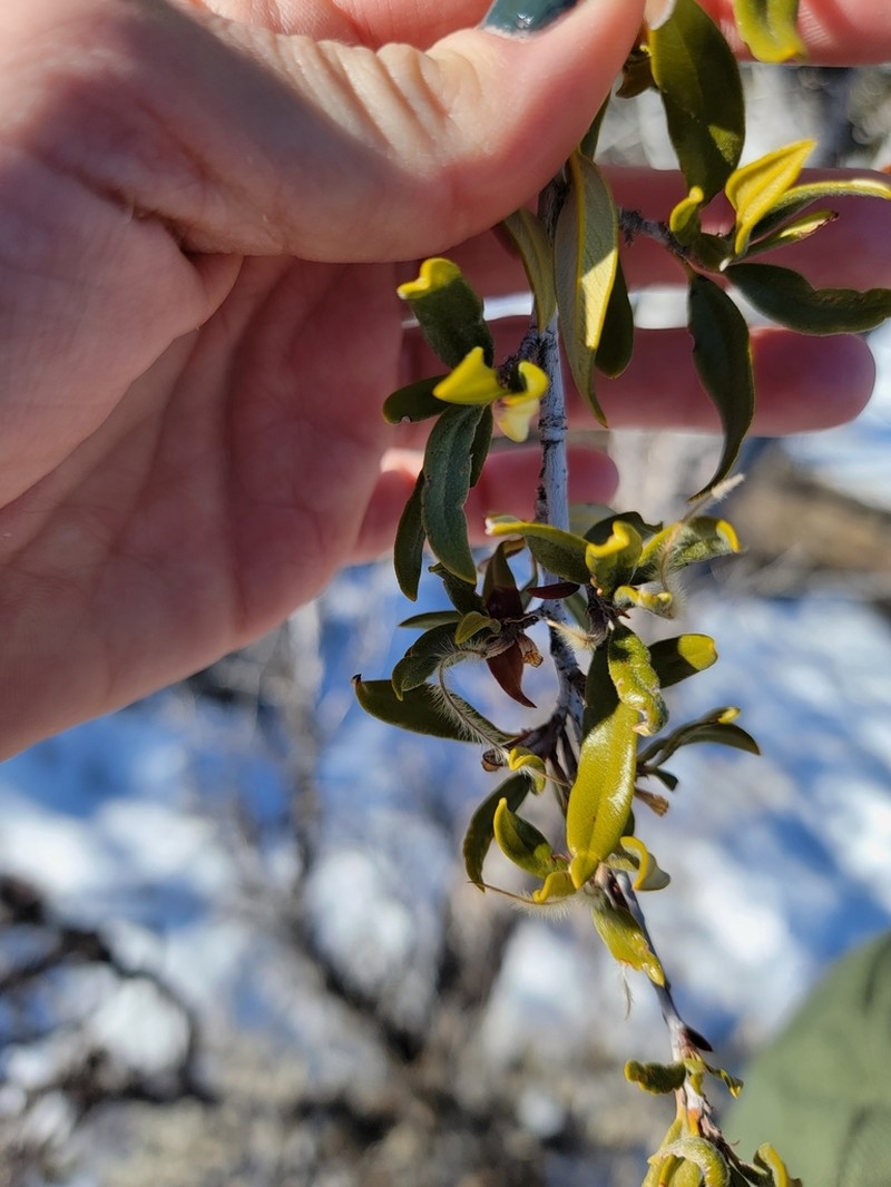 Curl-Leaf Mountain Mahogany photo 8
