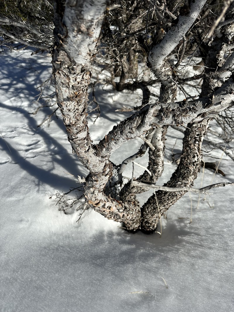 Cercocarpus ledifolius var. intermontanus