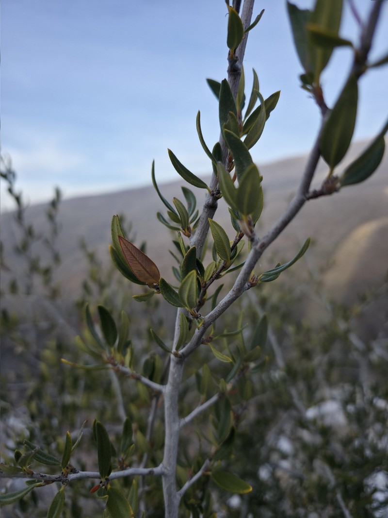Cercocarpus ledifolius var. intermontanus photo 2