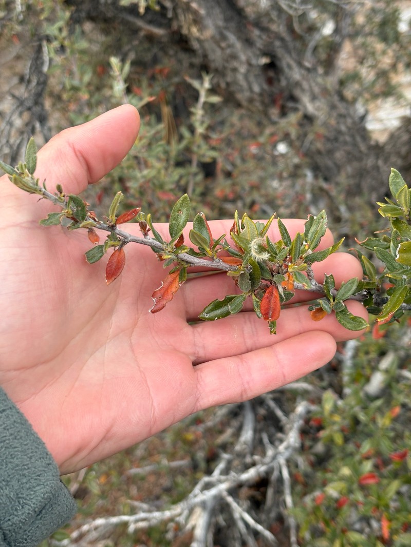 Cercocarpus ledifolius var. intermontanus photo 3