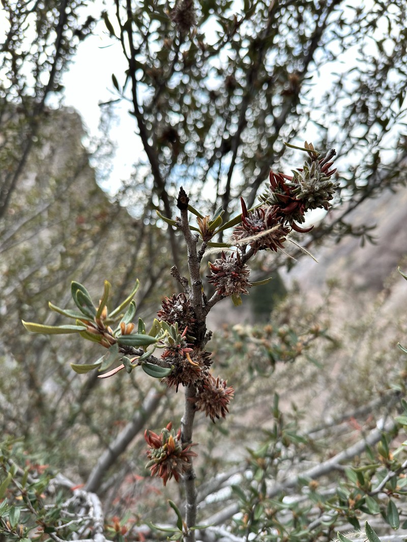 Cercocarpus ledifolius var. intermontanus photo 4