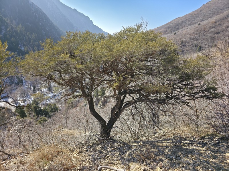 Cercocarpus ledifolius var. intermontanus photo 5