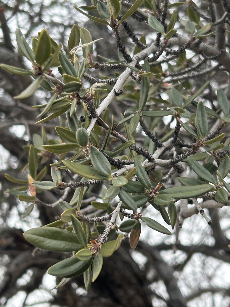 Cercocarpus ledifolius var. intermontanus photo 6