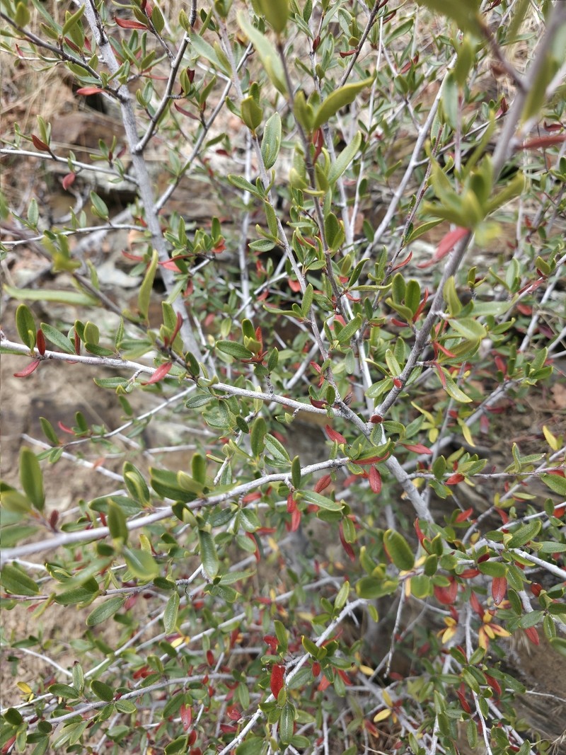 Cercocarpus ledifolius var. intermontanus photo 7