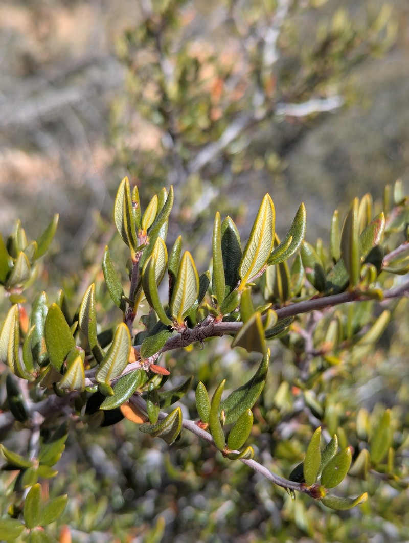 Cercocarpus ledifolius var. intermontanus photo 8