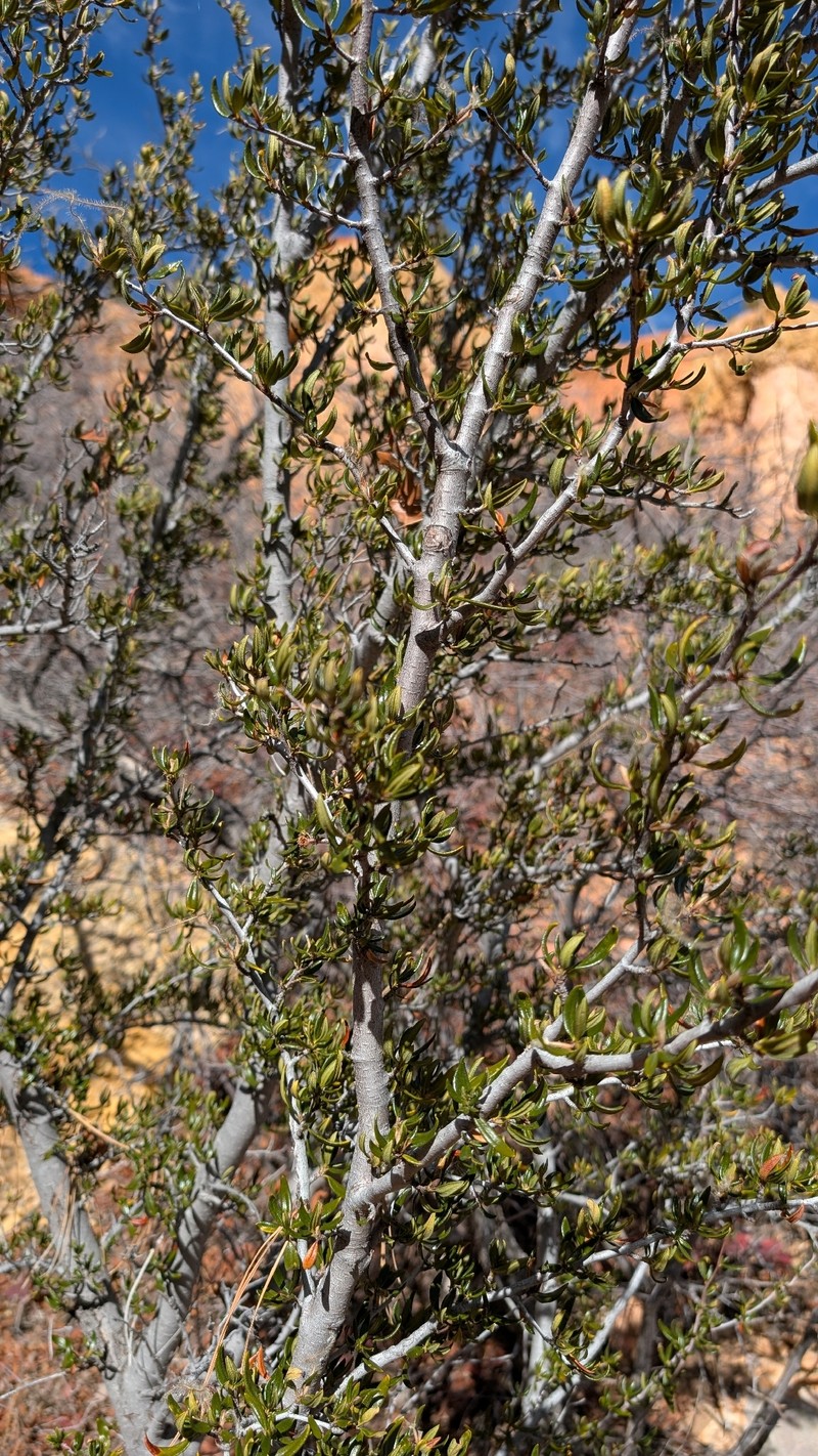 Cercocarpus ledifolius var. ledifolius
