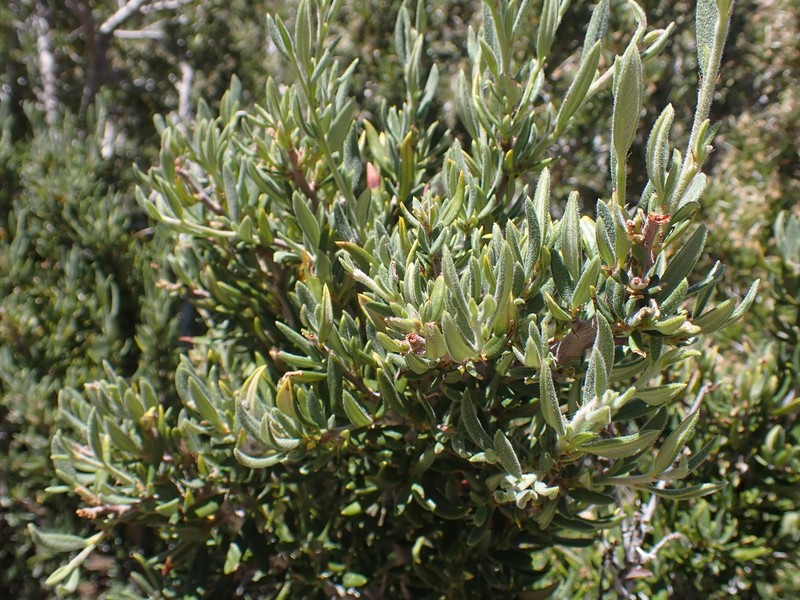 Cercocarpus ledifolius var. ledifolius photo 2