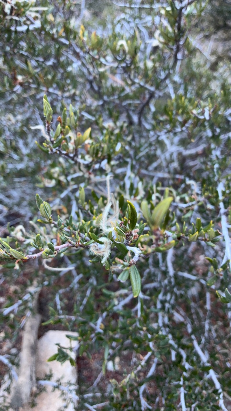 Cercocarpus ledifolius var. ledifolius photo 3