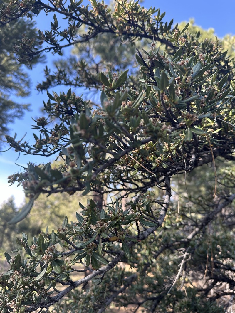 Cercocarpus ledifolius var. ledifolius photo 5