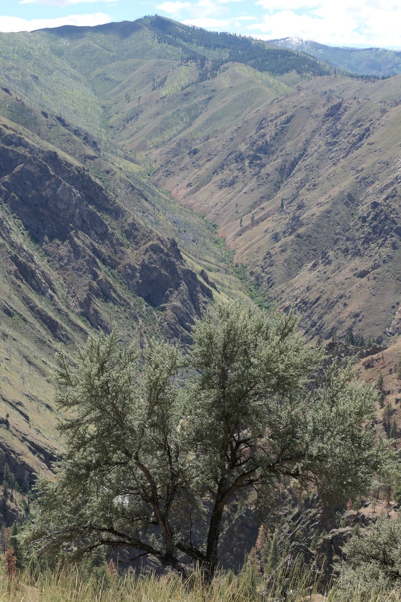 Cercocarpus ledifolius var. ledifolius photo 6