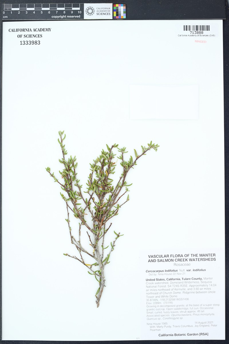 Cercocarpus ledifolius var. ledifolius photo 7