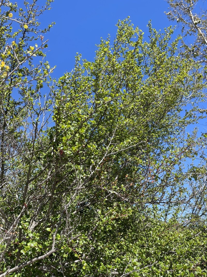 Cercocarpus minutiflorus