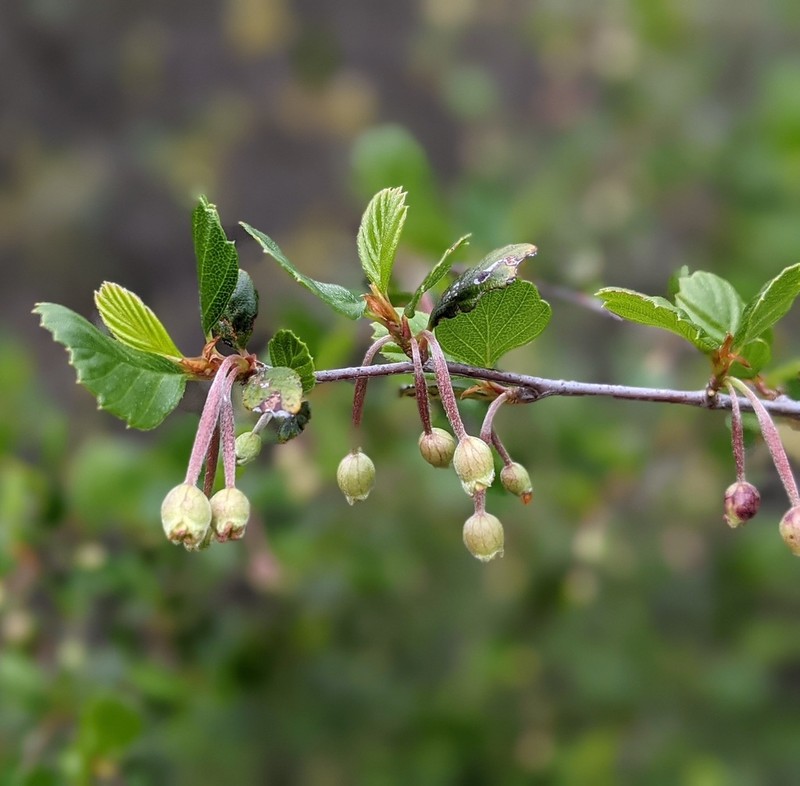 Cercocarpus minutiflorus photo 2