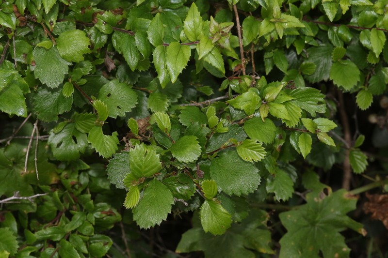 Cercocarpus minutiflorus photo 3