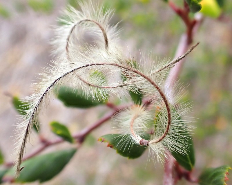 Cercocarpus minutiflorus photo 4