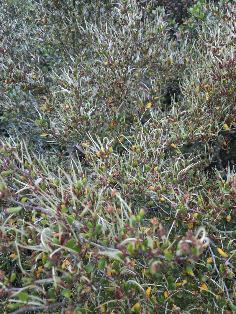 Cercocarpus minutiflorus photo 5