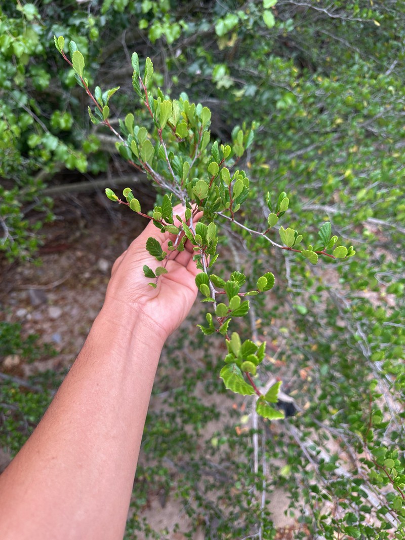Cercocarpus minutiflorus photo 6