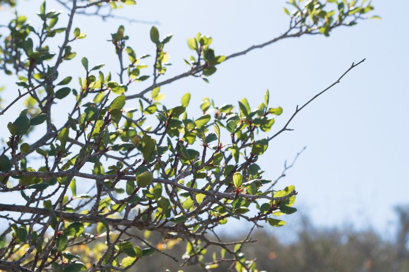 Cercocarpus minutiflorus photo 7