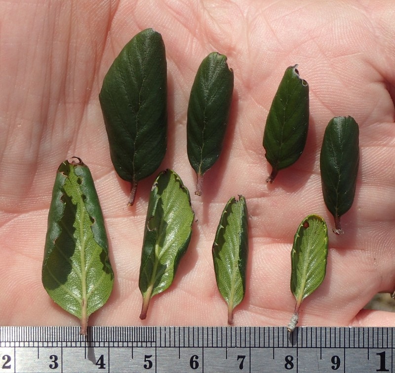 Cercocarpus minutiflorus photo 8