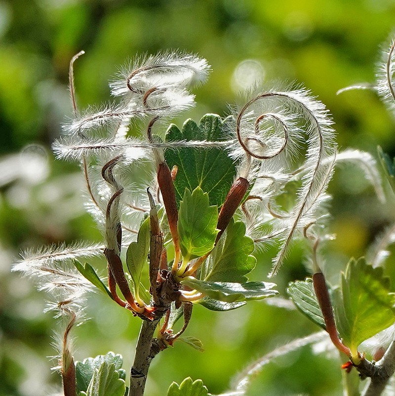 Alderleaf Mountain Mahogany