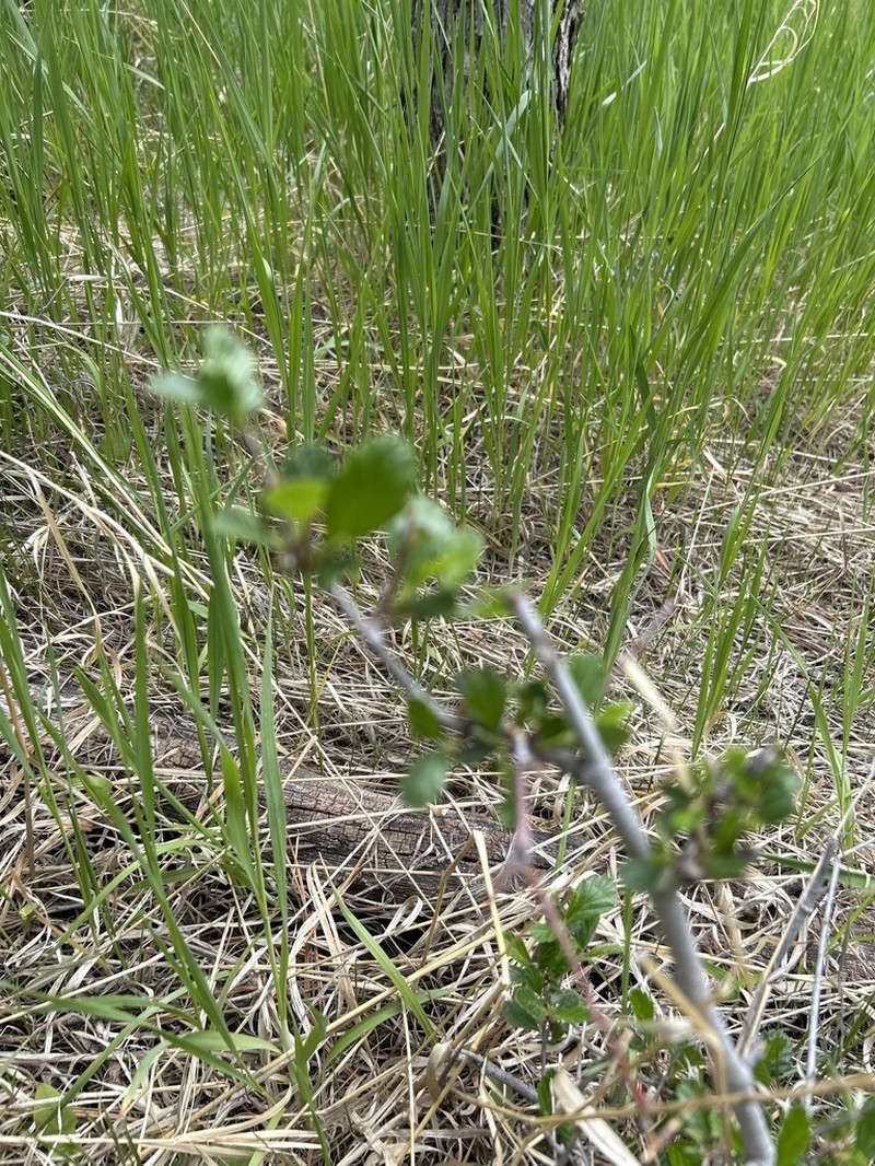 Alderleaf Mountain Mahogany photo 2