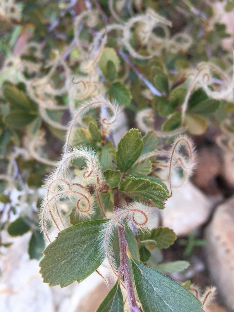 Alderleaf Mountain Mahogany photo 3