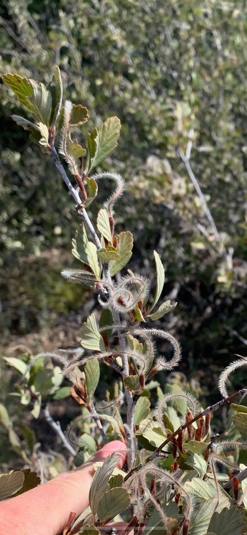 Alderleaf Mountain Mahogany photo 4