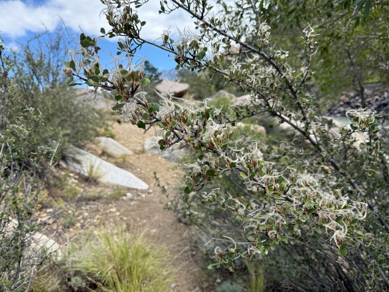 Alderleaf Mountain Mahogany photo 5