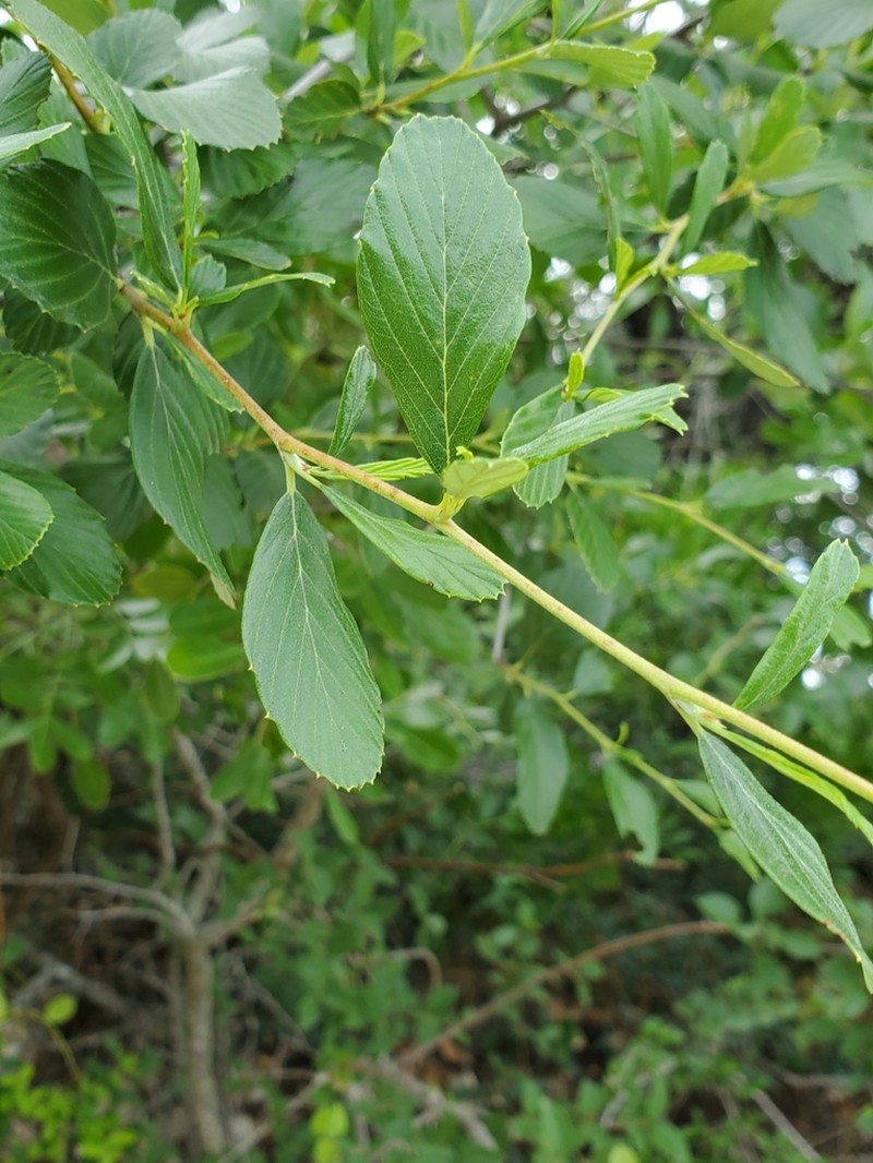 Alderleaf Mountain Mahogany photo 6