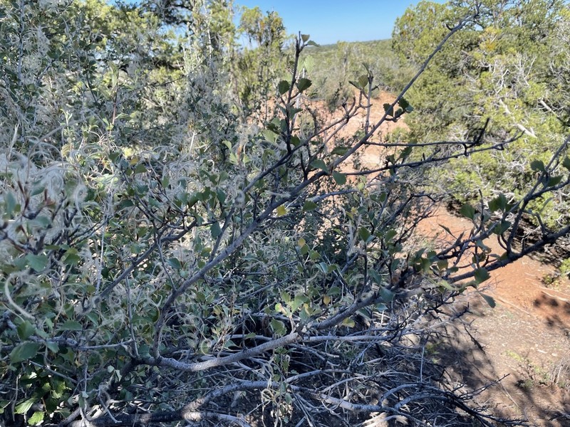 Alderleaf Mountain Mahogany photo 8