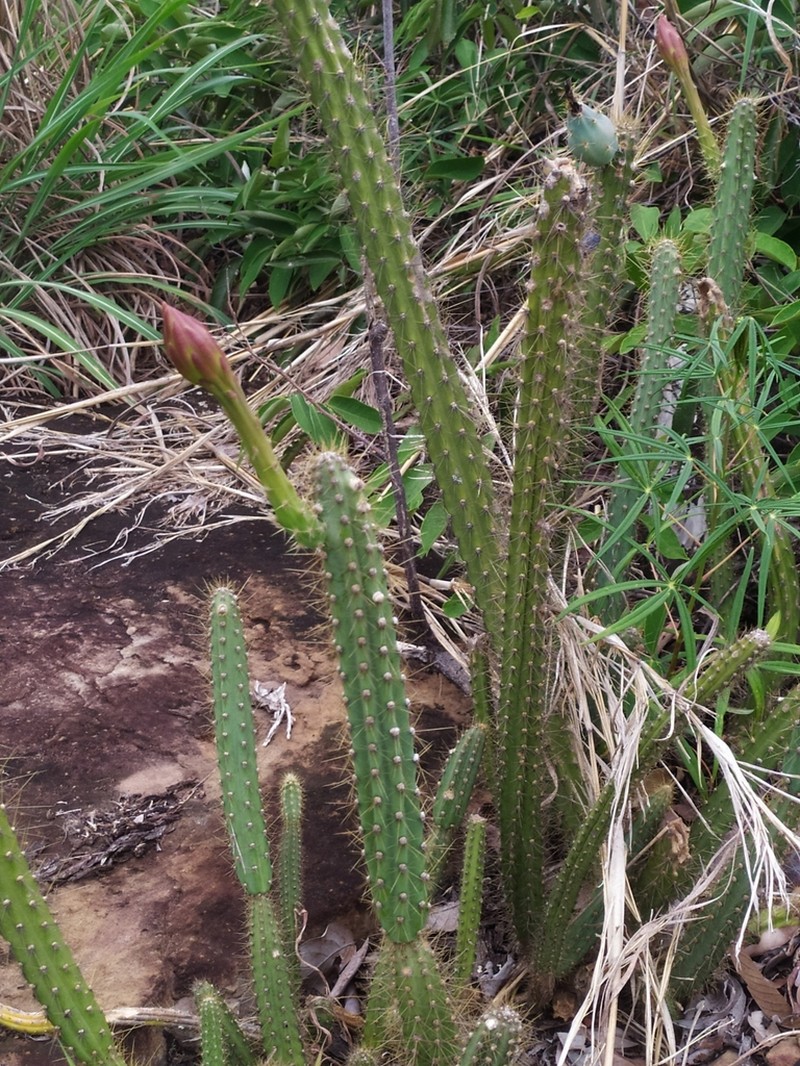 Cereus alex-bragae photo 2